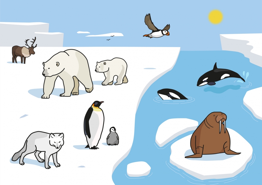 Todo sobre los animales polares en área de ciencias para Infantil y Primaria